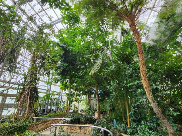 高崎市染料植物園